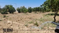 Ferme  à Mhedhba route Nabeul