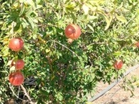 terrain contenant plusieurs arbres terrain contenant plusieurs arbres
